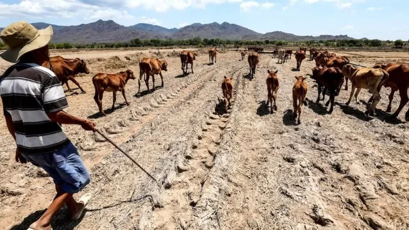Cảnh báo “đỉnh điểm” của thời tiết cực đoan do El Nino