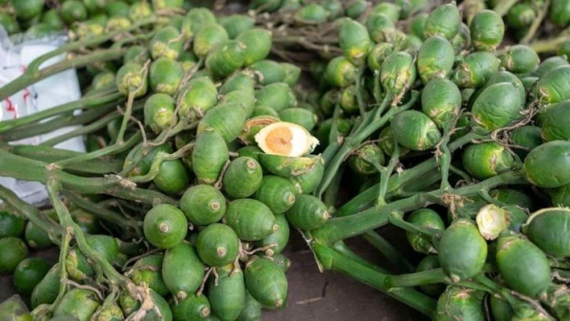 Quả cau tươi có thể mang lại lợi ích gì và ai nên tránh sử dụng?