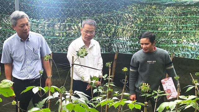 Đà Nẵng: Triển khai dự án trồng sâm Ngọc Linh hơn 12.000 tỷ đồng