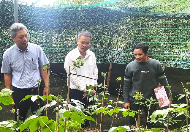 Chủ tịch UBND thành phố Nguyễn Mạnh Hùng tham quan vườn trồng sâm tiêu biểu trên địa bàn xã Trà Linh.