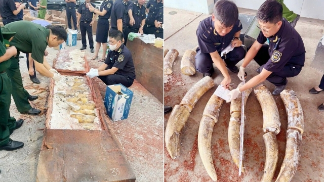 Hơn 1,2 tấn ngà voi, xương động vật hoang dã cất giấu tinh vi tại cảng Quy Nhơn