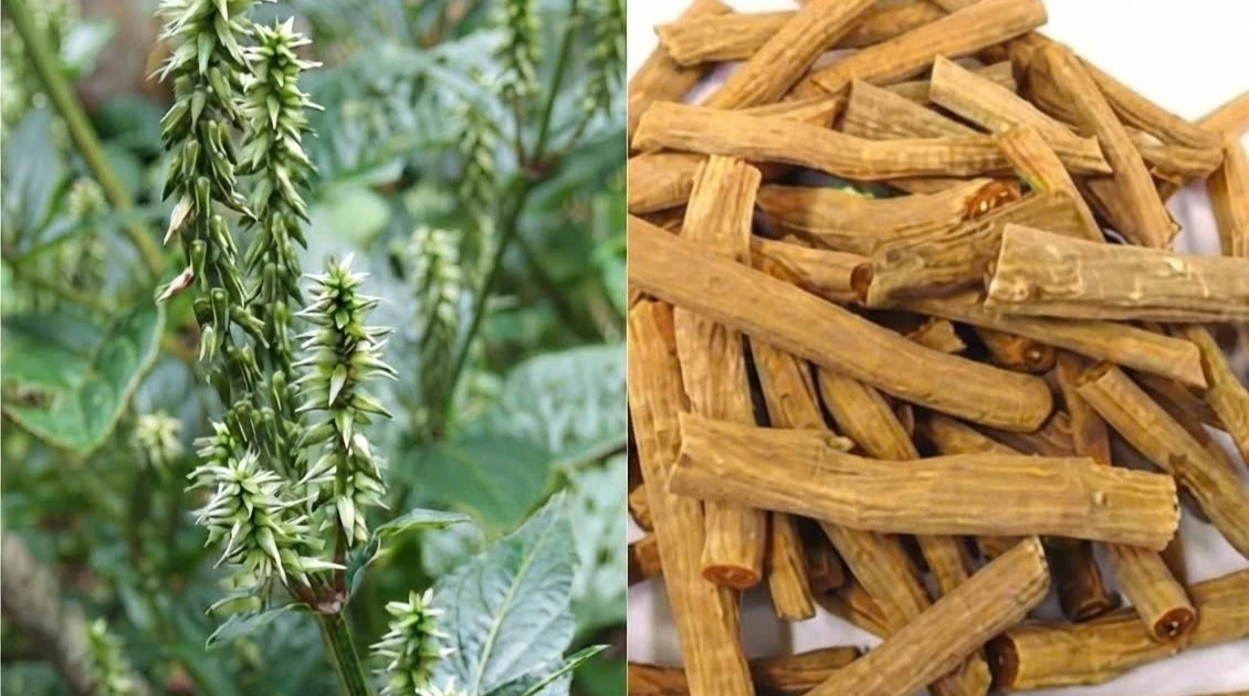 Sở Y tế tỉnh Đắk Lắk thông báo thu hồi thuốc cổ truyền Ngưu tất chích rượu do vi phạm chất lượng