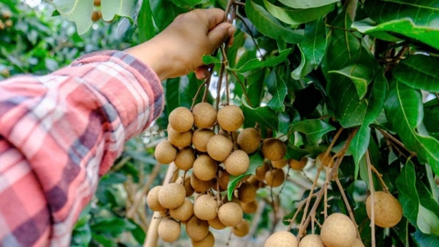 Quả nhãn - món quà mùa hè giàu vitamin và chất chống oxy hóa