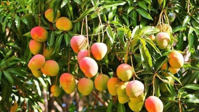 Xoài: Loại quả nhiệt đới giàu vitamin, mang lại nhiều lợi ích cho sức khỏe
