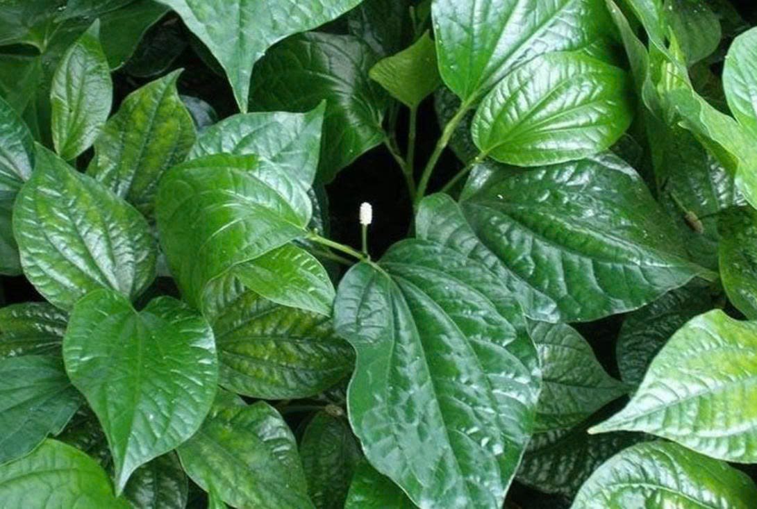 Lá lốt chứa nhiều tinh dầu, alkaloid cùng các hợp chất chống oxy hóa mang lại vô vàn lợi ích cho sức khỏe. (Ảnh: VietNamNet) Lá lốt chứa nhiều tinh dầu, alkaloid cùng các hợp chất chống oxy hóa mang lại vô vàn lợi ích cho sức khỏe. (Ảnh: VietNamNet)