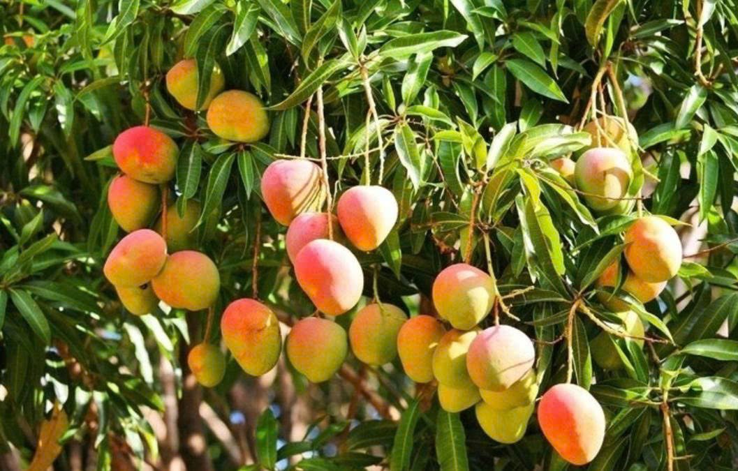 Quả xoài chứa đựng vô vàn dưỡng chất vàng mang lại nhiều công dụng tuyệt vời cho cơ thể. (Ảnh: VTC News) Quả xoài chứa đựng vô vàn dưỡng chất vàng mang lại nhiều công dụng tuyệt vời cho cơ thể. (Ảnh: VTC News)