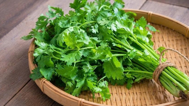 Rau mùi - Loại rau không chỉ để làm gia vị mà còn mang lại nhiều lợi ích cho cơ thể