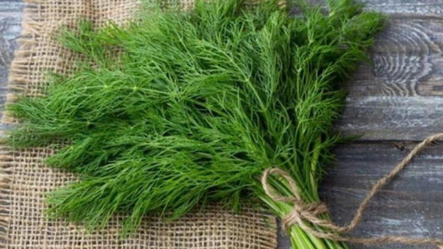 Cây thì là có những dưỡng chất nào mà được đánh giá cao về sức khỏe?