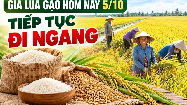 Giá lúa gạo hôm nay 5/10: Tiếp tục đi ngang