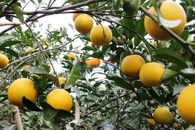 đặc sản chủ lực của Nghệ An cũng đang đối mặt với nguy cơ bị đánh cắp danh tiếng.